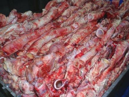BEEF TRACHEA